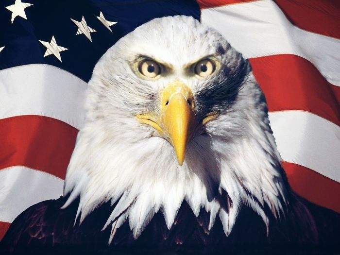 Hewan Yang Matanya Mirip Manusia